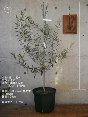 オリーブの木　モライオロ
